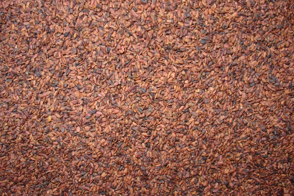 ELDERBERRY SEEDS DRIED for food oil pressing CO2extraction